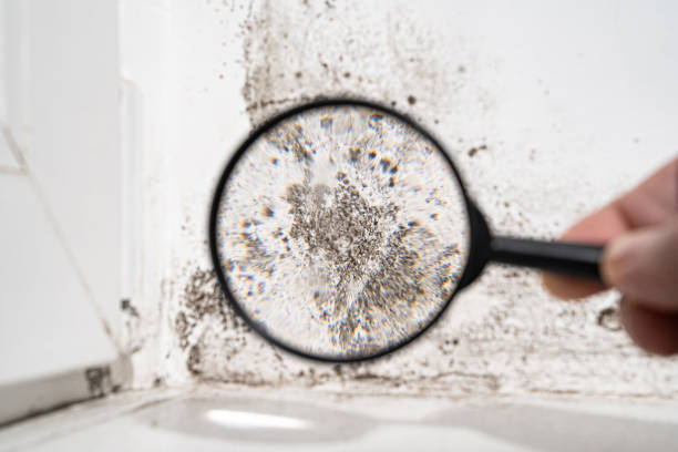 Trusted Oroville East, CA Mold Removal Experts